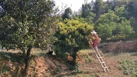 2022年鎮(zhèn)沅馬鄧古樹春茶口感是什么？