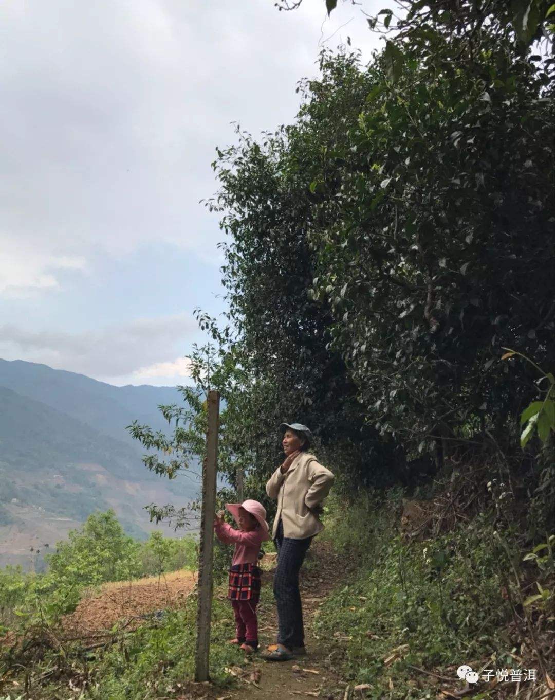 2022年鎮(zhèn)沅馬鄧古樹春茶多少錢一公斤？