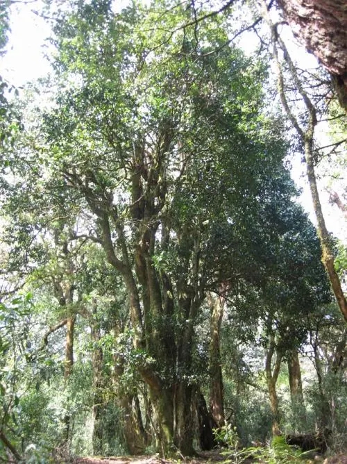 2022年鎮(zhèn)沅馬鄧古樹春茶價格是多少？