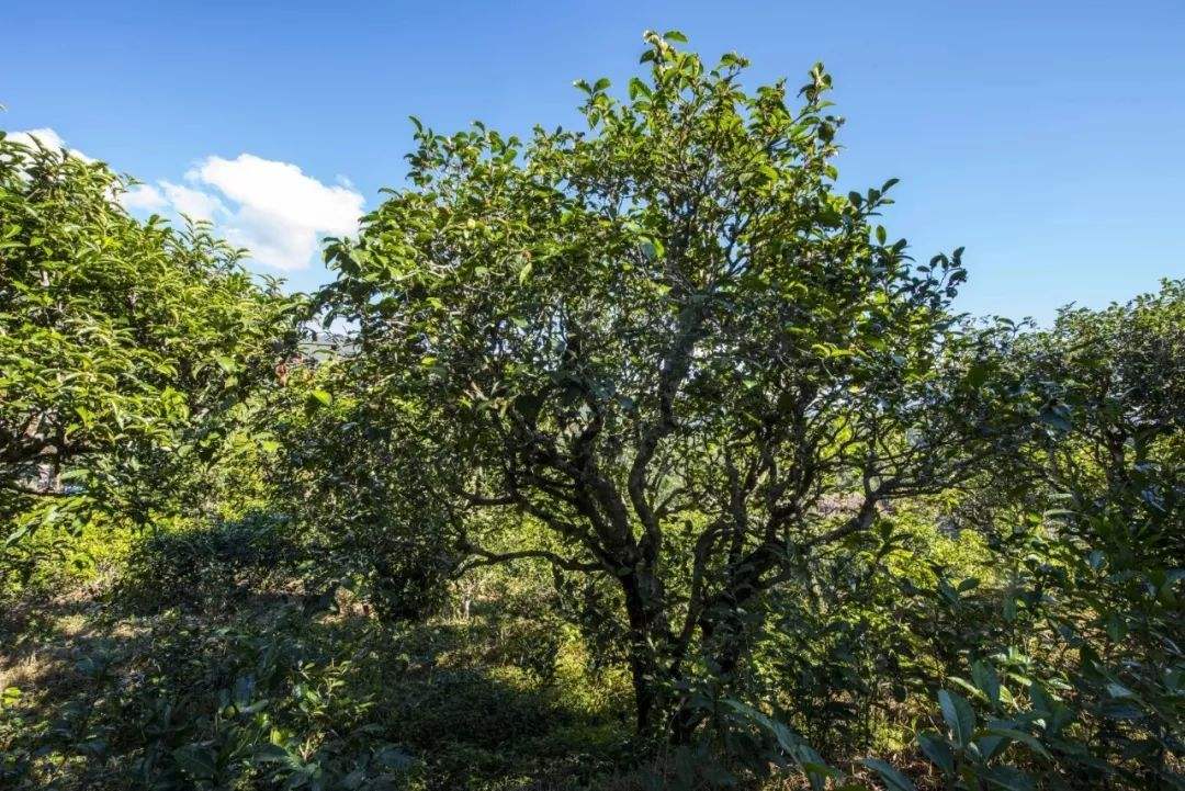 2022年鎮(zhèn)沅老海塘古樹春茶口感？