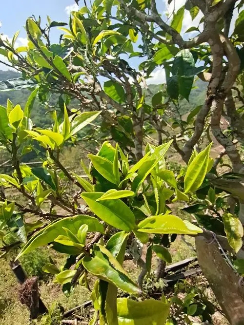 2022年鎮(zhèn)沅砍盆箐古樹春茶特點？