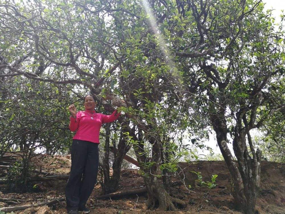 2022年鎮(zhèn)沅打筍山古樹春茶特點？