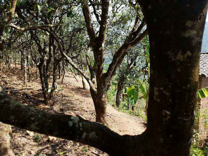 2022年鎮(zhèn)沅打筍山古樹春茶多少錢一公斤？