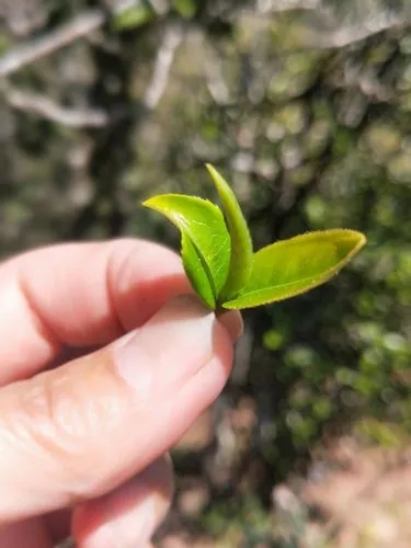 2022年野性十足的鎮(zhèn)沅打筍山古樹春茶！