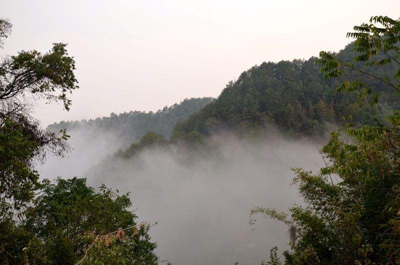 2022年鎮(zhèn)沅老烏山古樹春茶多少錢一公斤？