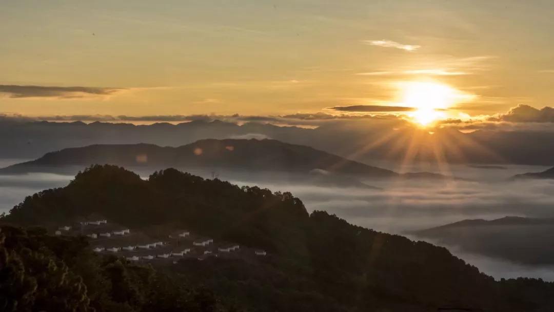 2022年別樣的味道，鎮(zhèn)沅老烏山古樹春茶