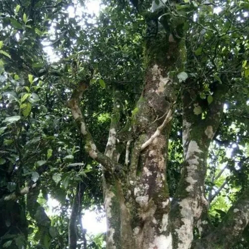 2022年鎮(zhèn)沅千家寨古樹春茶口感？