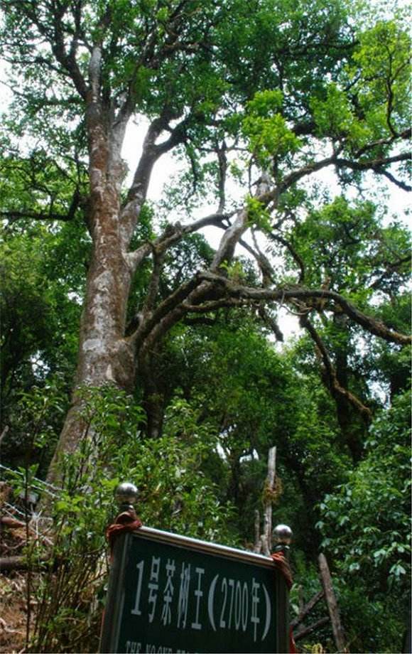 2022年鎮(zhèn)沅千家寨古樹春茶價(jià)格？