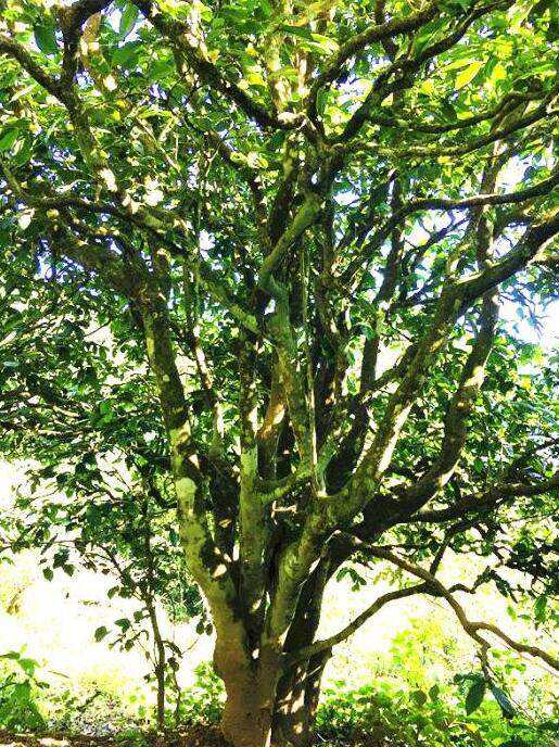 2022年這個(gè)春天，回到家鄉(xiāng)擺尾箐，與家人一起用心制茶！