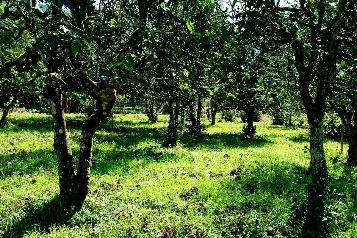 2022年困鹿山古樹春茶價(jià)格？