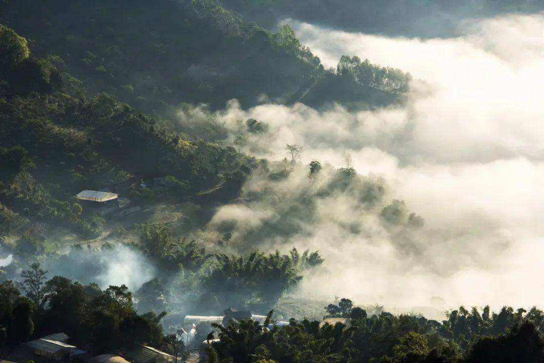 2022景邁山古樹春茶價格？