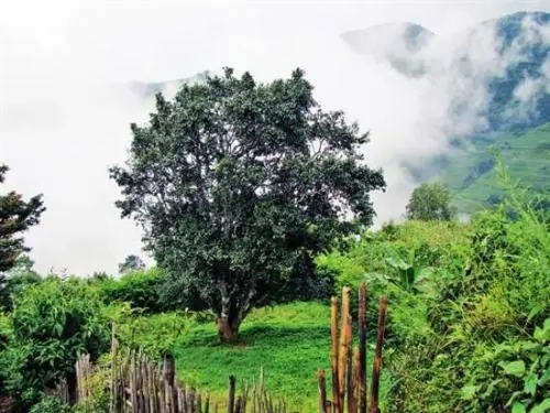 2022年邦威古樹春茶口感是什么？