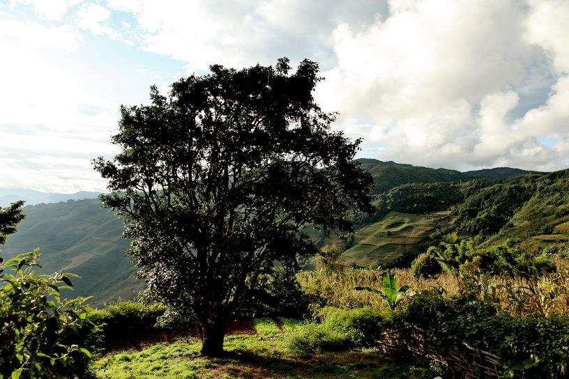 2022年邦崴古樹(shù)春茶特點(diǎn)？