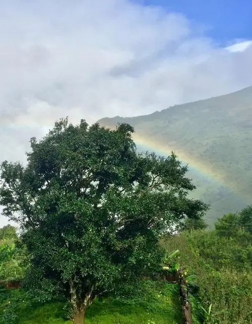 2022 年邦崴古樹(shù)春茶價(jià)格多少錢(qián)一公斤？