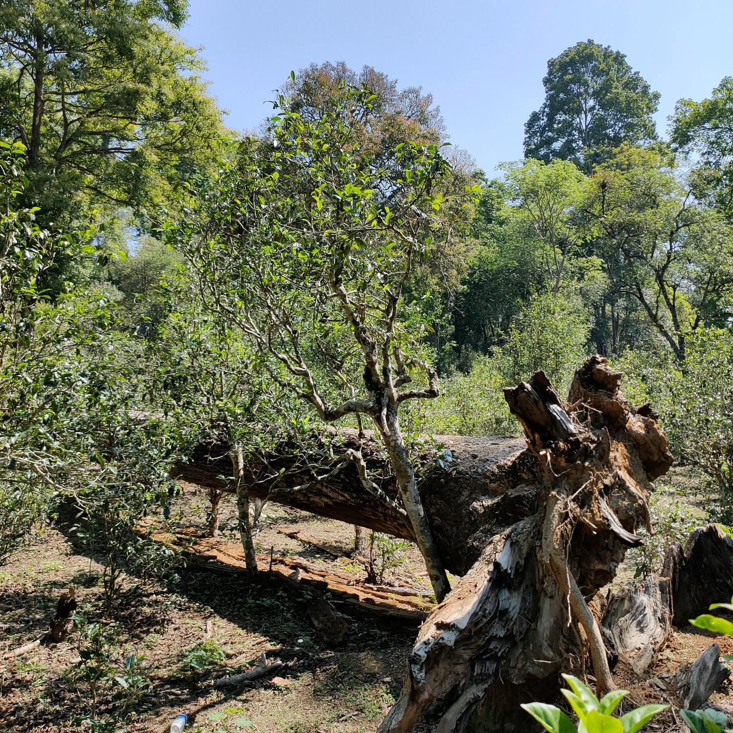 2022麻黑古樹春茶口感？