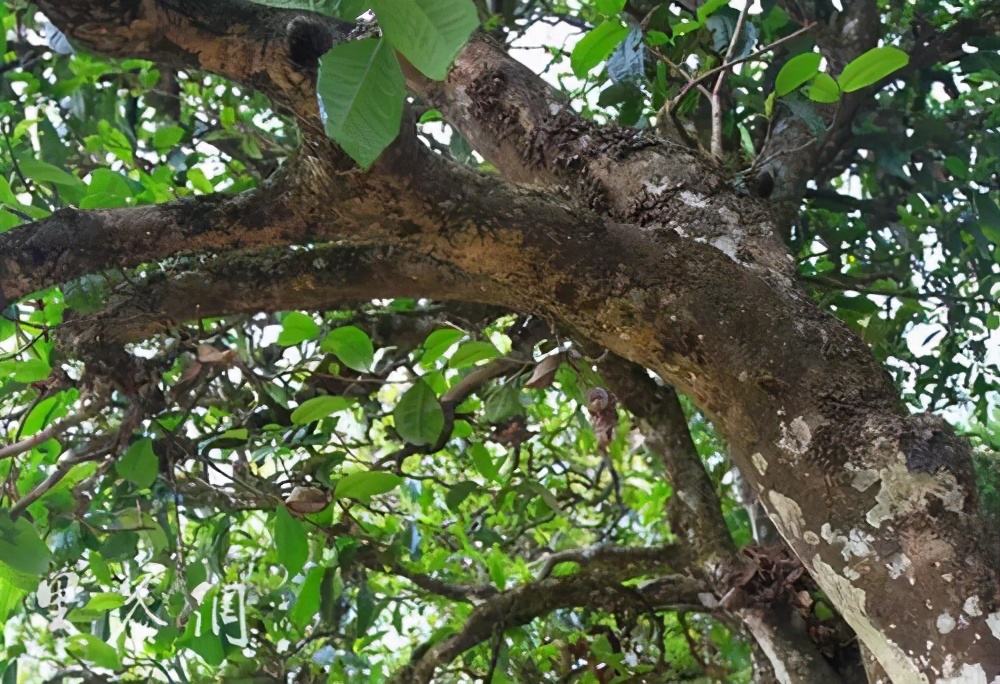 2022年繞開麻黑，你損失的將是半個易武