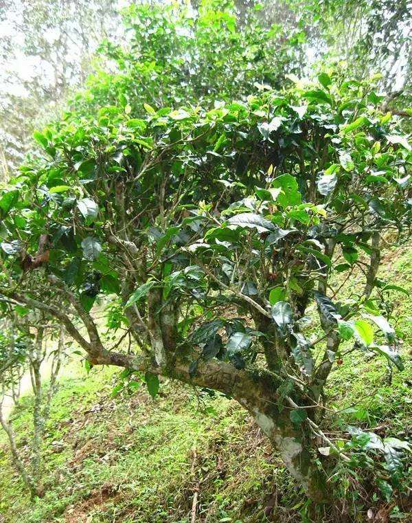 2022年落水洞古樹春茶——盞盛琥珀光，柔甜入人心