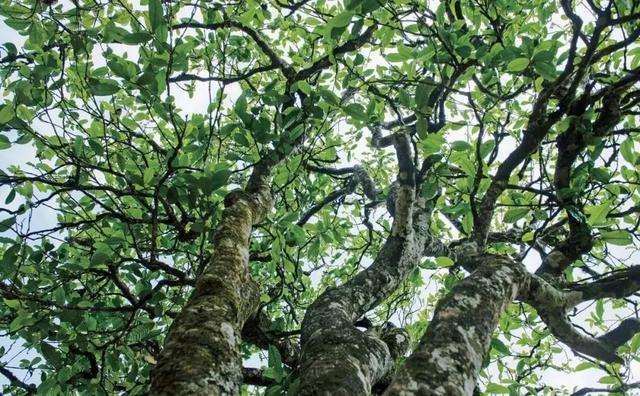 2022年落水洞古樹春茶多少錢一公斤？