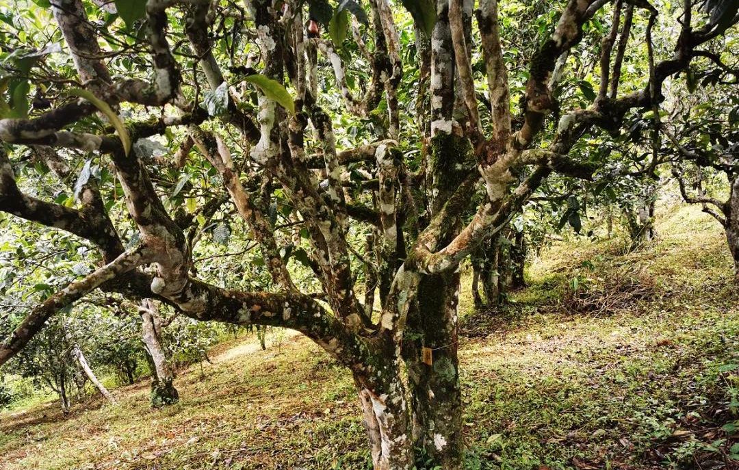 2022年落水洞古樹春茶價格？