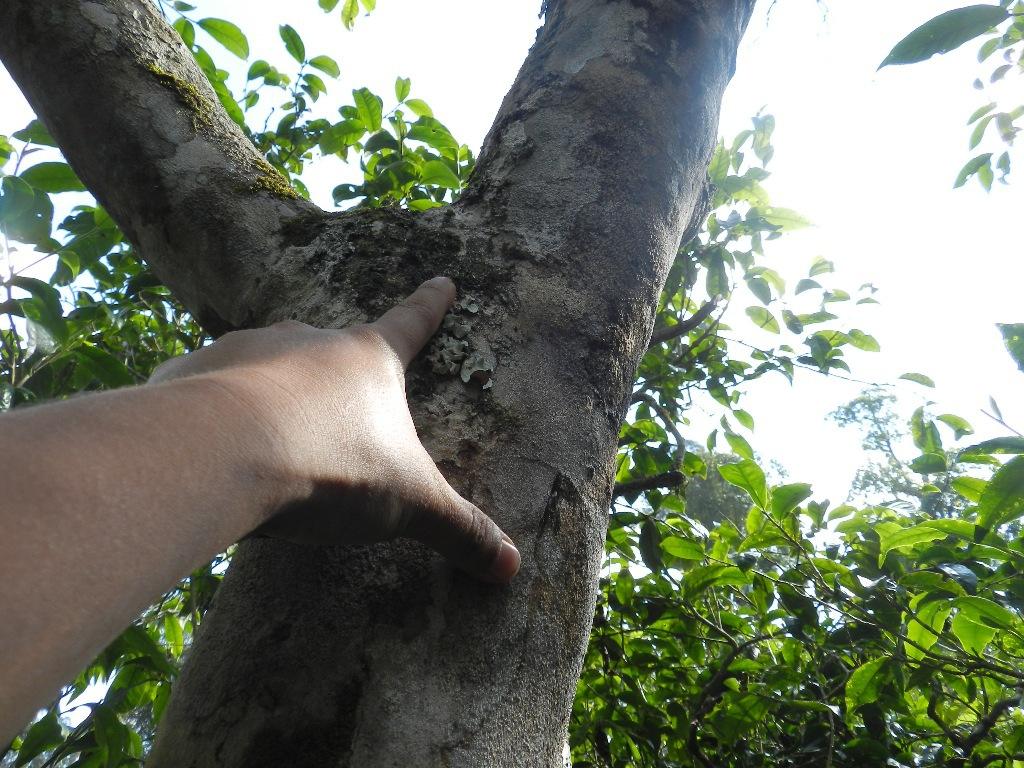 2022年大漆樹古樹春茶口感？