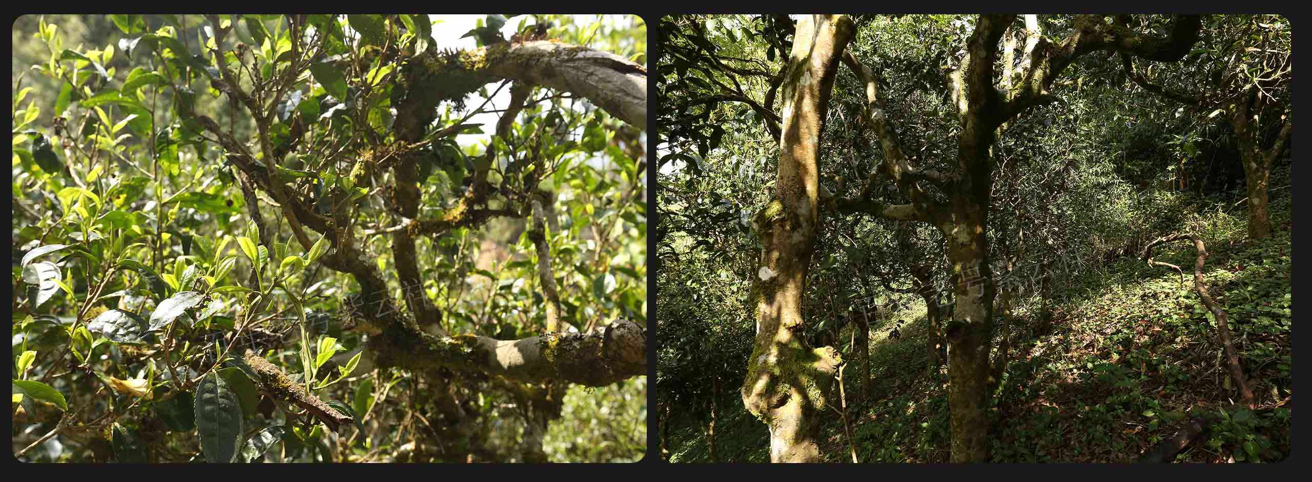 2022年大漆樹古樹春茶價格？