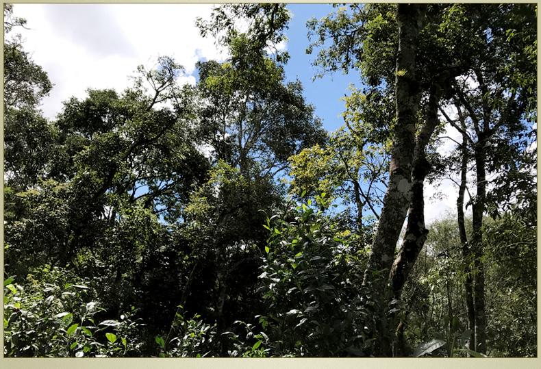 2022年大漆樹(shù)古樹(shù)春茶丨你壓根就喝不到的喉韻，它就有