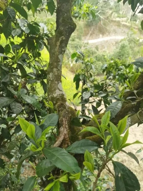 2022年彎弓古樹春茶特點？