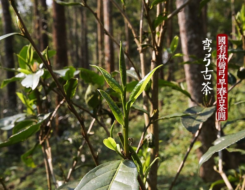 2022年彎弓大寨的古樹(shù)春茶為何如此之珍貴？