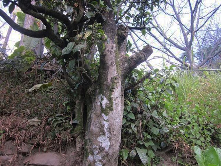 2022年白茶園古樹春茶特點？