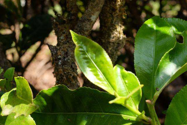 2022年白茶園古樹春茶價(jià)格？