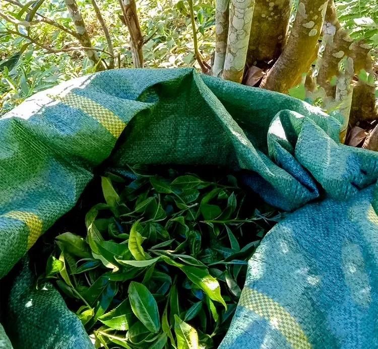 2022年鳳凰窩古樹春茶口感？