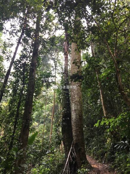 2022年刮風寨茶王樹古樹春茶特點？