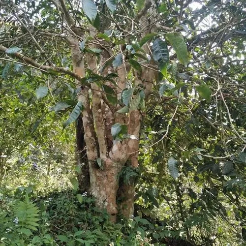 2022年刮風(fēng)寨茶王樹古樹春茶價格？