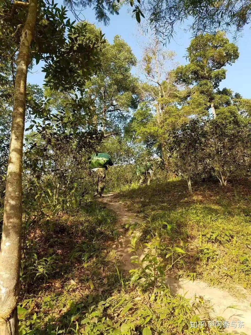 2022年刮風寨茶王樹古樹茶多少錢一公斤？