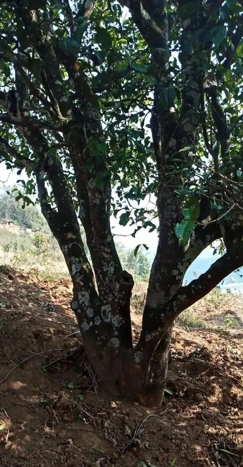 2022年冷水河古樹春茶多少錢一公斤？