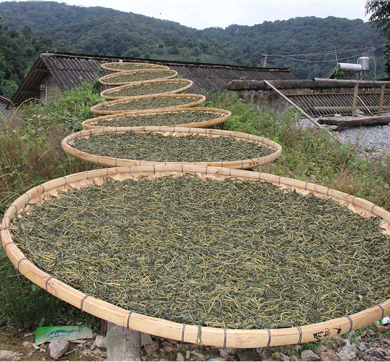 2022年白沙河古樹春茶價格？