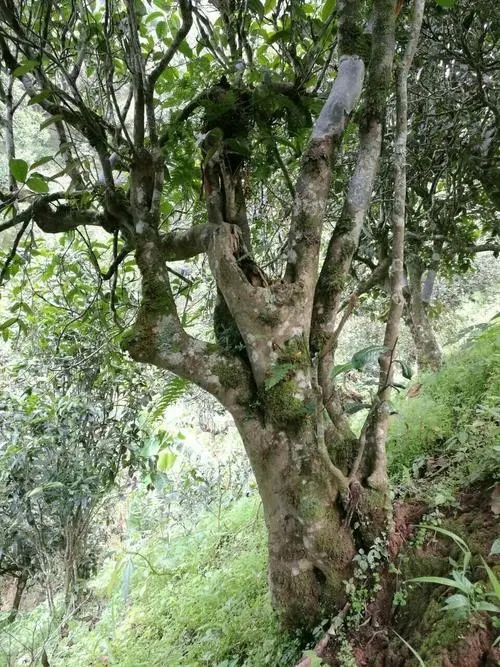 2022年黑水梁子古樹春茶特點？