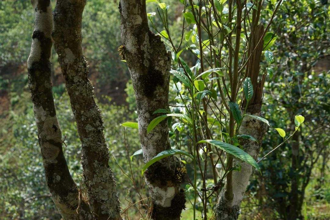 2022年刮風寨茶坪古樹春茶特點？