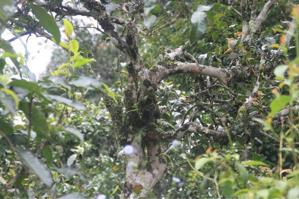 2022年茶氣狂野，香柔蜜韻的刮風寨茶坪古樹茶