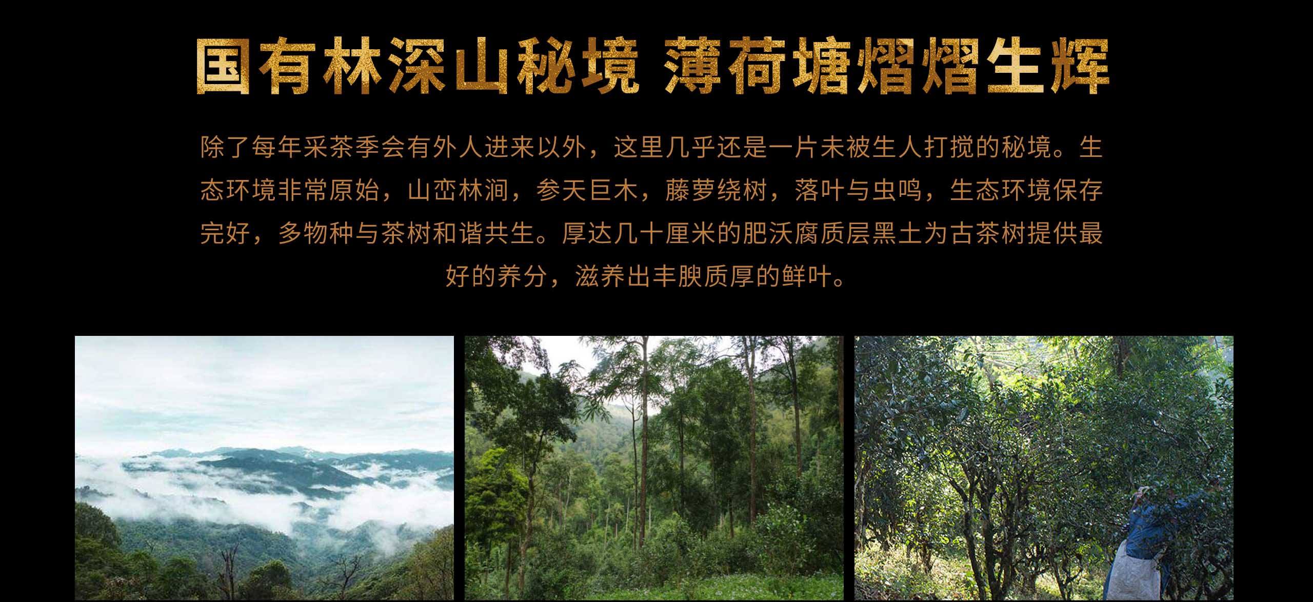 2022年薄荷塘古樹春茶特點？