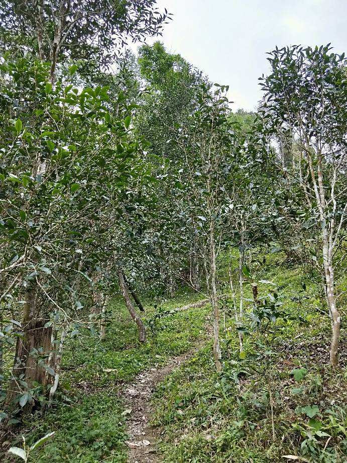 2022年多依樹古樹春茶特點？