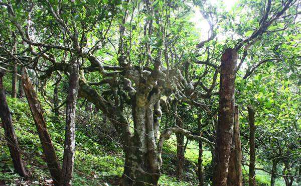 2022年多依樹古樹春茶口感？