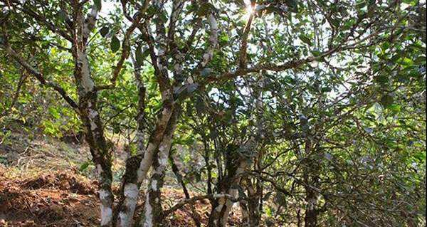 2022年易武張家灣古樹春茶口感？