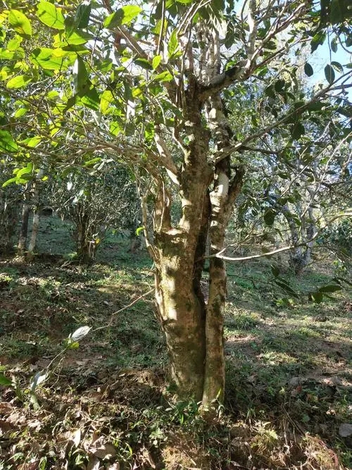 2022年易武張家灣古樹春茶多少錢一公斤？