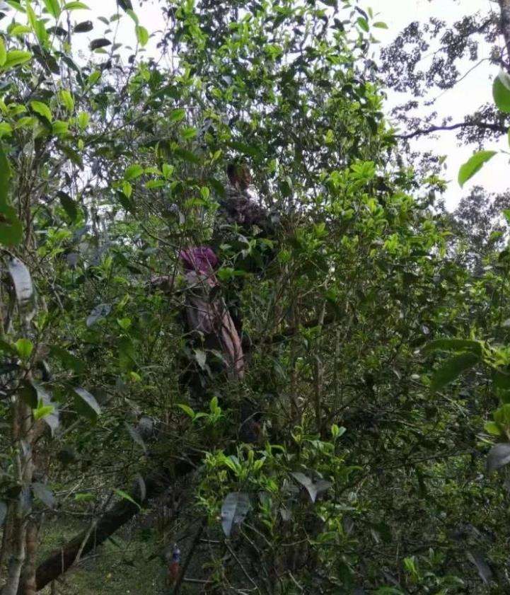 2022年一扇磨古樹春茶特點？