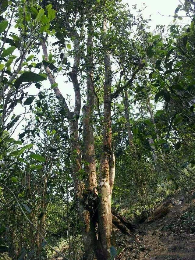 2022年一扇磨古樹春茶口感？