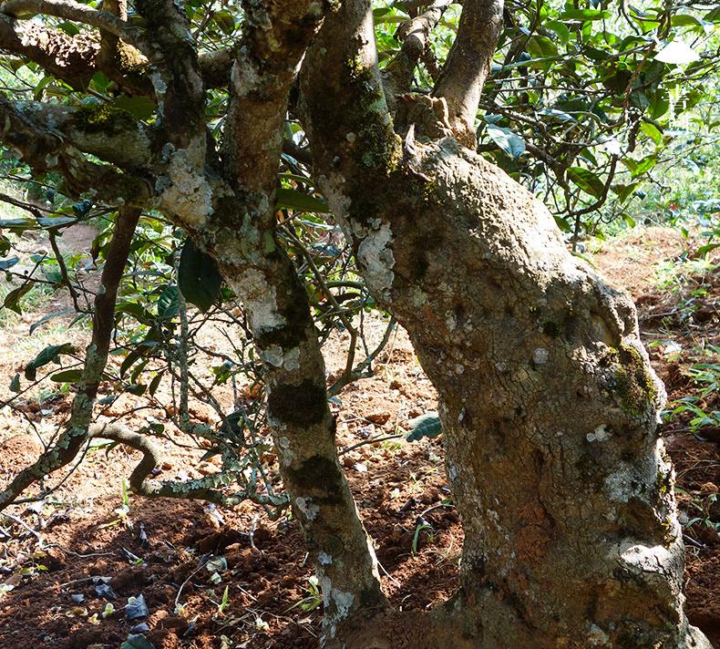 2022年一扇磨山林之息，雨林之味，原始之態(tài)