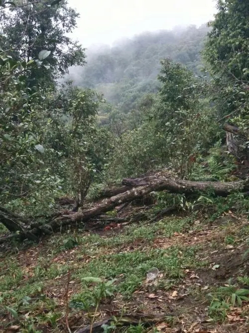 2022年一扇磨古樹春茶價格？