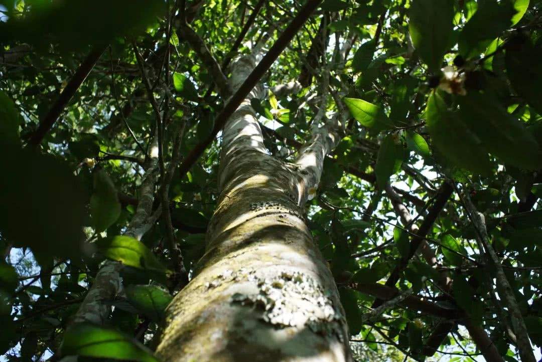 2022年香椿林古樹春茶口感?