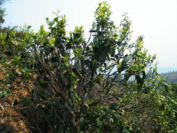 2022年香椿林古樹春茶價(jià)格？